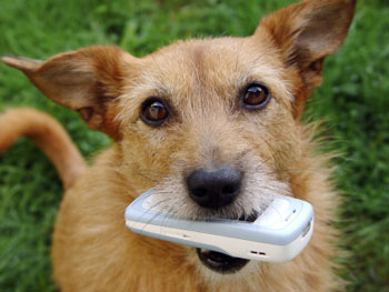 dog biting cellphone